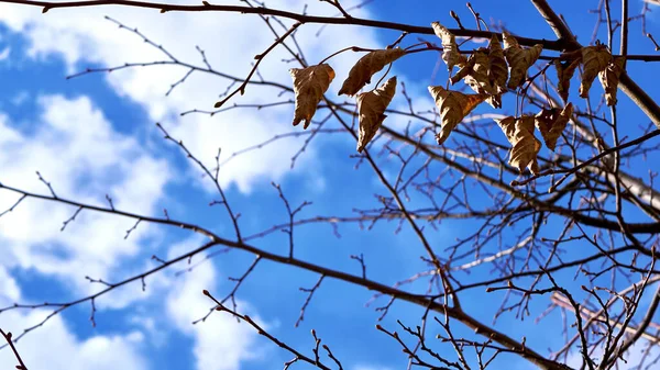 Dry Leaves Tree Branch Blue Sky — Stock Photo, Image