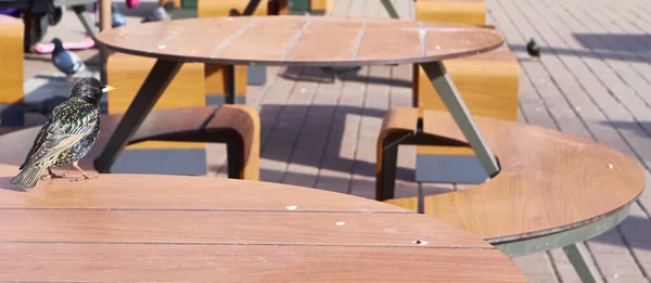 Starling Senta Uma Cor Mesa Café — Fotografia de Stock