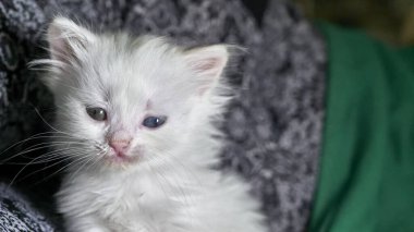 Heterokromisi düşük kedi yavrusu.