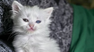 Heterokromisi düşük kedi yavrusu.