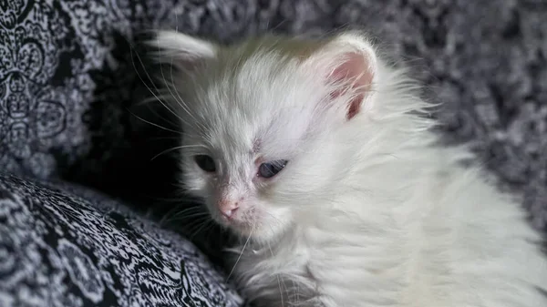 Gatinho Com Heterocromia Baixa Luz — Fotografia de Stock