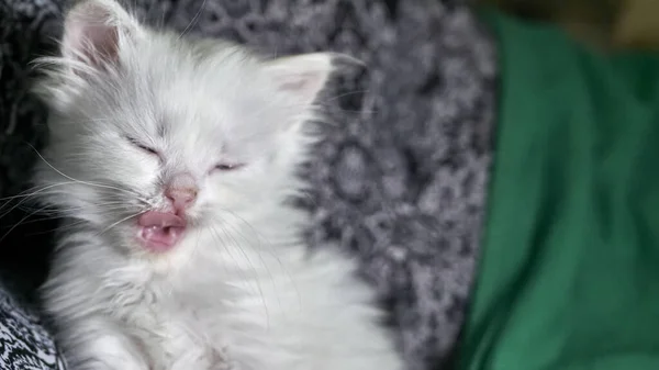 Koťátko Heterochromií Slabé Světlo — Stock fotografie