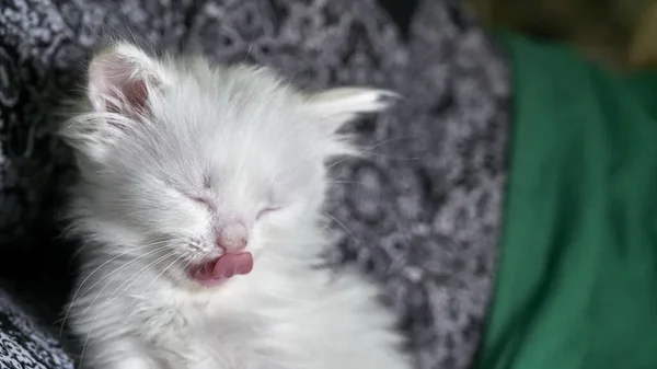 ヘテロクロミア低光の子猫 — ストック写真