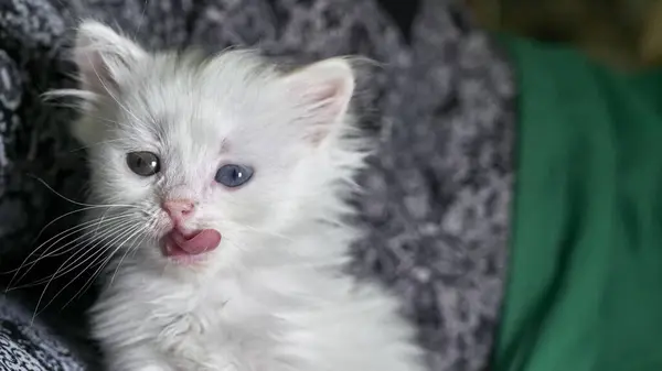 Kitten Heterochromia Low Light — Stock Photo, Image