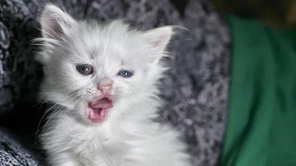 Kotek Heterochromią Słabe Światło — Zdjęcie stockowe