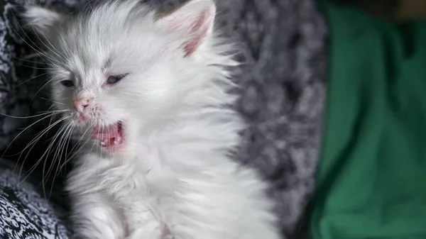 Gatinho Com Heterocromia Baixa Luz — Fotografia de Stock