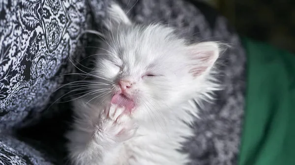 Gatito Con Heterocromia Baja Luz —  Fotos de Stock