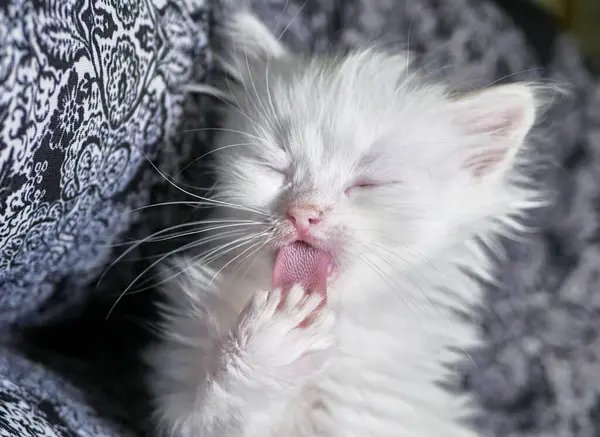 Gatinho Com Heterocromia Baixa Luz — Fotografia de Stock