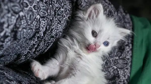 ヘテロクロミア低光の子猫 — ストック写真