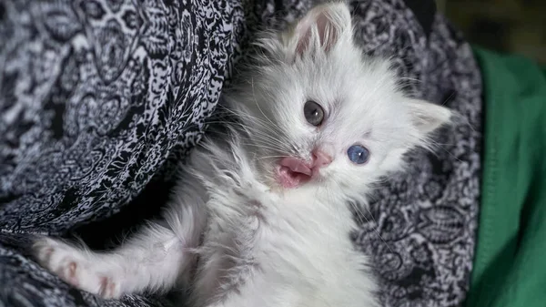 Kitten Heterochromia Low Light — Stock Photo, Image