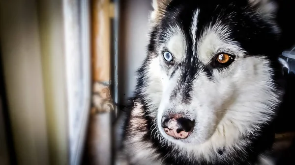 Husky Pes Heterochromia Barvou — Stock fotografie