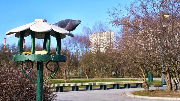 Centraal Steegje Lila Tuin Van Moskoe — Stockfoto