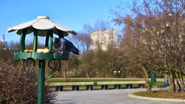 Moskova Nın Leylak Bahçesindeki Merkez Sokakta — Stok fotoğraf