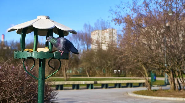 Moskova 'nın leylak bahçesindeki merkez sokakta.