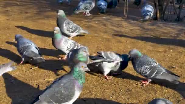 ストリートフィーダー春の雀の飼料 — ストック動画