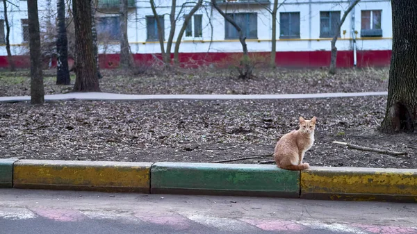 Obdachlose Katze Auf Der Straße — Stockfoto