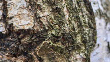 Ağacın kabuğu tahıl renginde