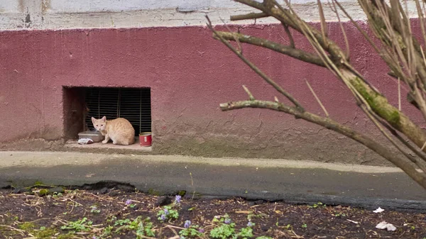 Gato de rua está no orifício de ventilação — Fotografia de Stock