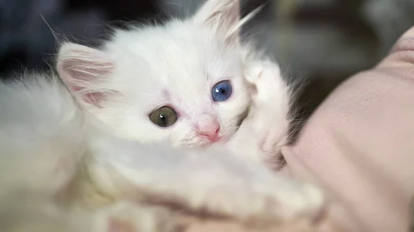 Kitten Heterochromia White Color — Stock Photo, Image