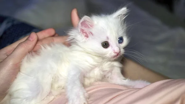 Gatinho Com Heterocromia Cor Branca — Fotografia de Stock