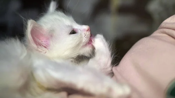 Heterokromi Rengi Beyaz Kedi Yavrusu — Stok fotoğraf