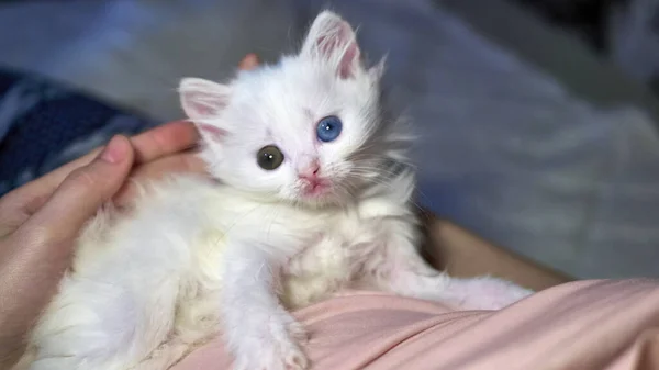 Kitten Heterochromia Color White — Stock Photo, Image