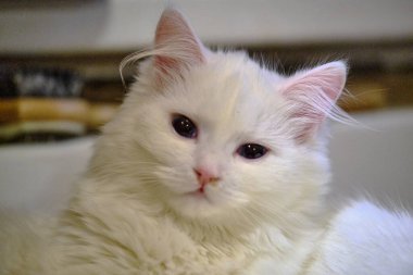 İki beyaz kedi bir yastıkta yatıyor.