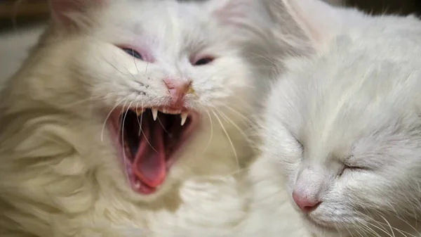 Két Fehér Macska Fekszik Egy Párnán Alacsony Fényben — Stock Fotó