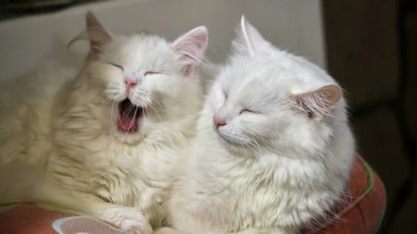 Zwei weiße Katzen liegen auf einem Kissen — Stockfoto