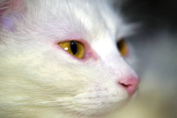 Λευκή Γάτα Κίτρινα Μάτια Close Χαμηλό Φως — Φωτογραφία Αρχείου