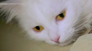 Sarı gözlü beyaz kedi. Yakın plan düşük ışık.