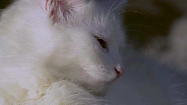 chat aux yeux jaunes gros plan faible luminosité 