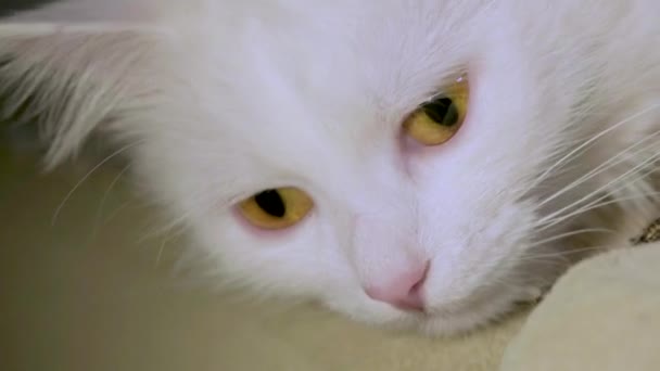 chat blanc avec yeux jaunes gros plan faible luminosité 