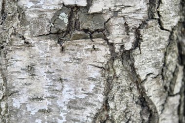huş ağacı kabuğu makro renginin dokusu