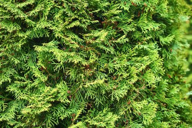 Tuya ahşap renginin dokusu