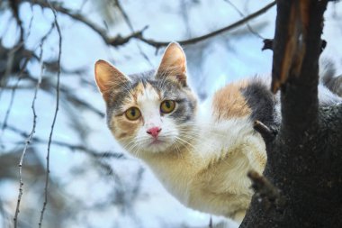 Sokak kedisi büyük bir ağacın dalında oturur.