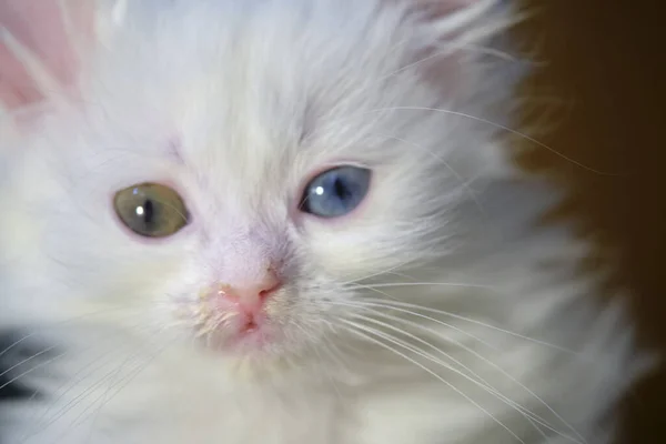 Котенок Гетерохромией Белого Цвета — стоковое фото