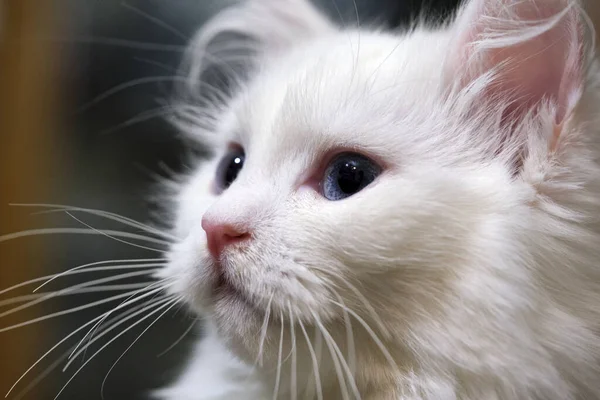 Gatto Bianco Con Occhi Azzurri Grande Colore — Foto Stock