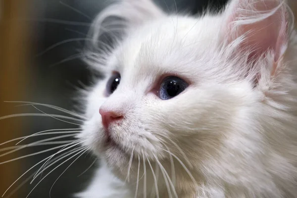 Gatto Bianco Con Occhi Azzurri Grande Colore — Foto Stock