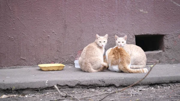 Gatos Calle Comen Color Steet —  Fotos de Stock