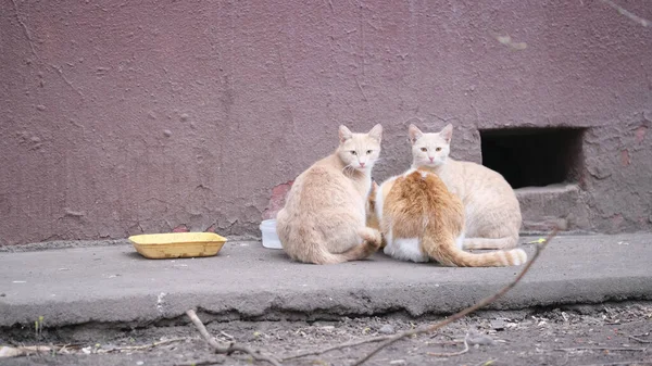 Straßenkatzen Fressen Auf Stählerner Farbe — Stockfoto