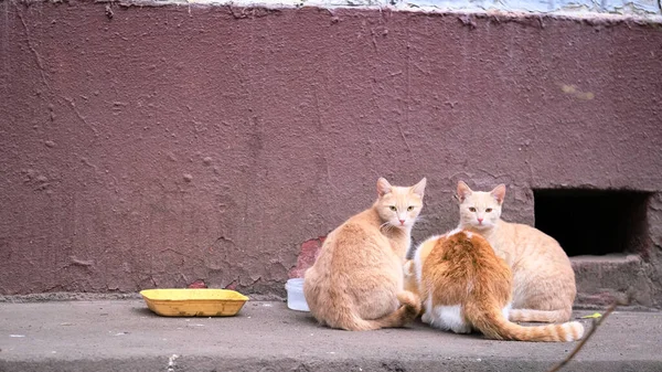 Gatos Calle Comen Color Steet — Foto de Stock