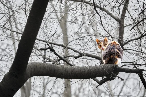 街上的猫坐在树枝上 — 图库照片