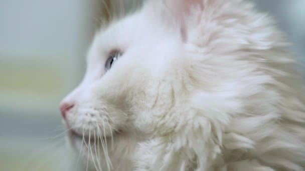 chat blanc aux yeux bleus grande couleur 