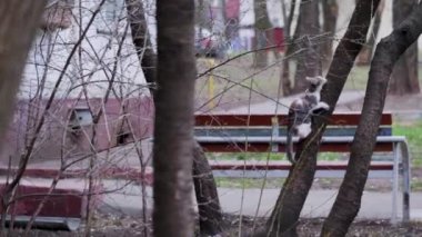 Sokak kedisi ağaç dalına tırmanıyor.