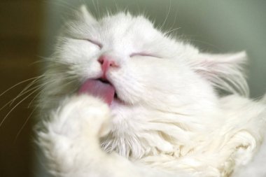 Beyaz kedi yakın çekim rengini yalıyor