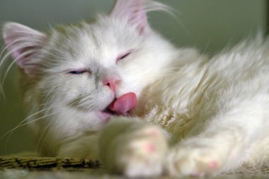 Beyaz kedi yakın çekim rengini yalıyor