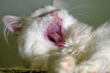 Beyaz kedi yakın çekim rengini yalıyor