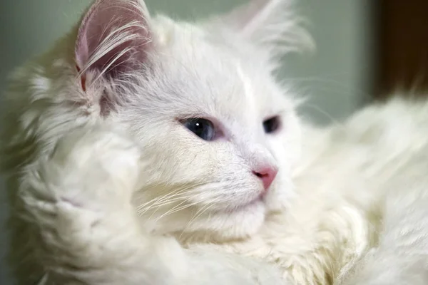 Weiße Katze Leckt Nahaufnahme Farbe — Stockfoto