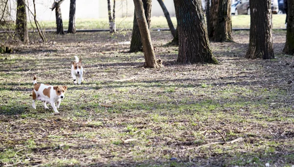 Deux Chien Bilg Courir Couleur — Photo